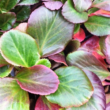 Bergenia 'Bressingham Ruby' (082116)