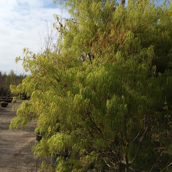 Acer palmatum 'Koto-no-ito' (082320)