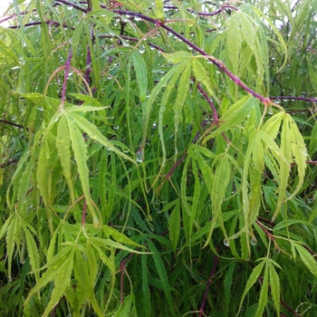 Acer palmatum 'Koto-no-ito' (082321)