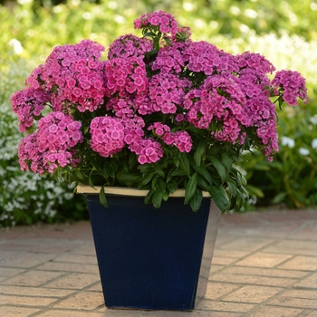 Dianthus Jolt™ '' (083247)