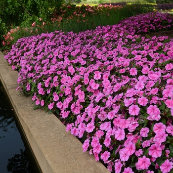 Impatiens Bounce™ 'Pink Flame' (083251)