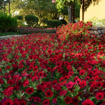 Petunia Tidal Wave® '' (083259)