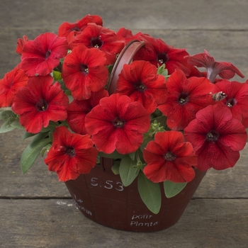 Petunia Trilogy™ '' (083264)