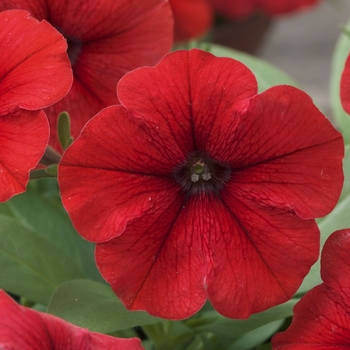 Petunia Trilogy™ '' (083267)