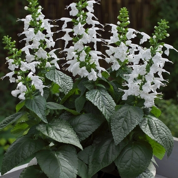 Salvia coccinea Summer Jewel™ '' (083275)