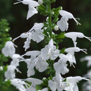 Salvia coccinea Summer Jewel™ '' (083279)