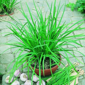 Allium tuberosum 'Geisha' (083341)