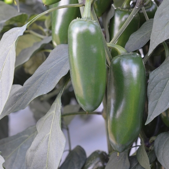 Capsicum annuum 'Emerald Fire' (083380)