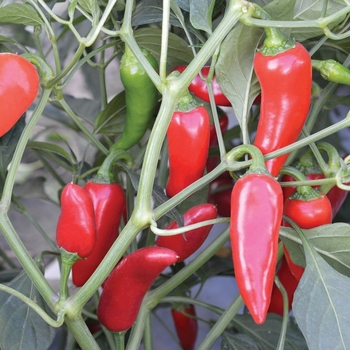 Capsicum annuum 'Flaming Flare' (083384)