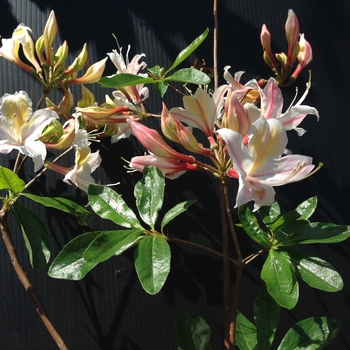 Rhododendron occidentale