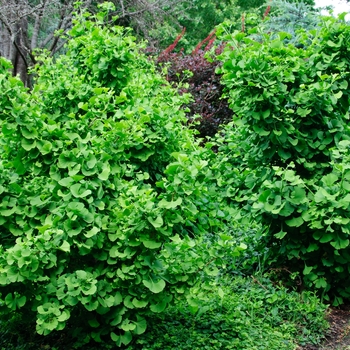 Ginkgo biloba 'Jade Butterflies' (083945)