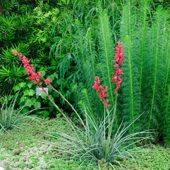 Hesperaloe parviflora 'Perpa' (083947)