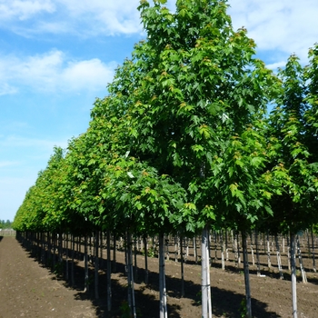 Acer saccharum 'Arrowhead' (083959)