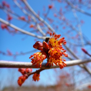 Acer rubrum 'Autumn Flame' (083972)