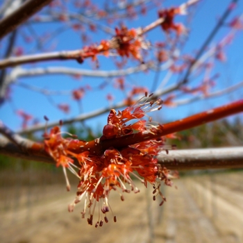 Acer rubrum '' (083973)