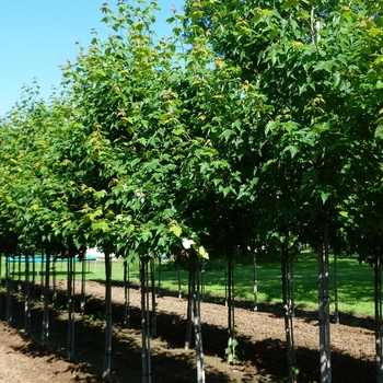 Acer rubrum '' (083974)