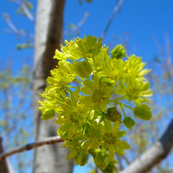 Acer platanoides 'Superform' (083975)