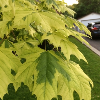 Acer platanoides 'Drummondii' (083981)