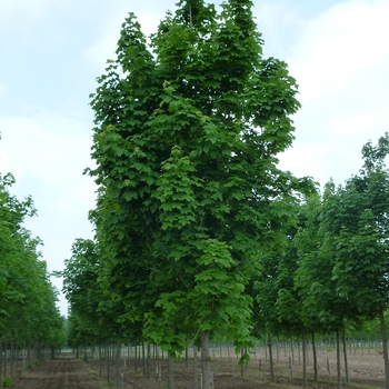 Acer platanoides 'Cleveland' (083986)