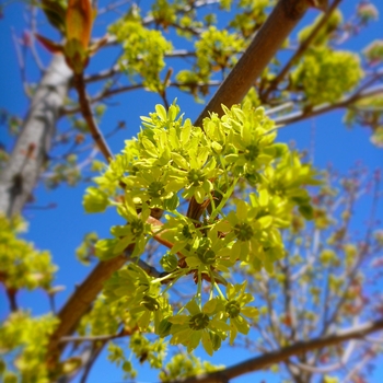 Acer x freemanii 'Autumn Blaze®' (083988)