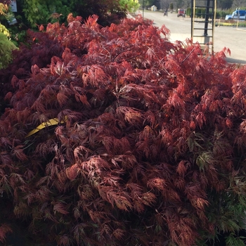 Acer palmatum var. dissectum 'Orangeola' (083990)