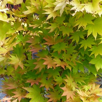 Acer palmatum 'Orange Dream' (084014)