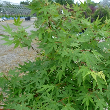 Acer palmatum '' (084017)