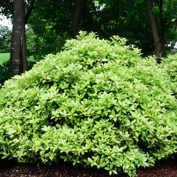 Osmanthus heterophyllus 'Goshiki' (084022)