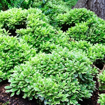 Pittosporum tobira 'Creme de Mint™' (084028)