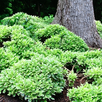 Pittosporum tobira 'Creme de Mint™' (084029)