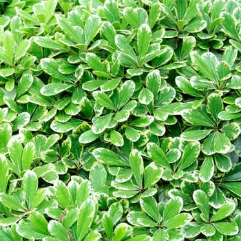 Pittosporum tobira 'Creme de Mint™' (084030)