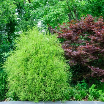 Thuja orientalis 'Franky Boy' (084033)