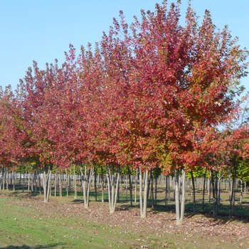 Acer x freemanii 'Autumn Blaze®' (084086)