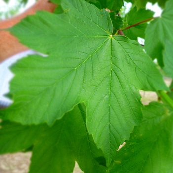 Acer pseudoplatanus '' (084092)