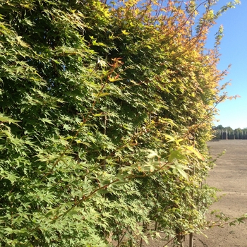 Acer palmatum 'Sango kaku' (084094)