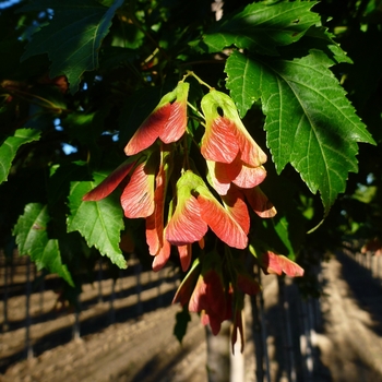 Acer ginnala 'Flame' (084102)