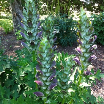 Acanthus hungaricus '' (084109)