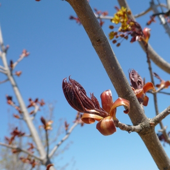 Acer platanoides 'Crimson King' (084153)