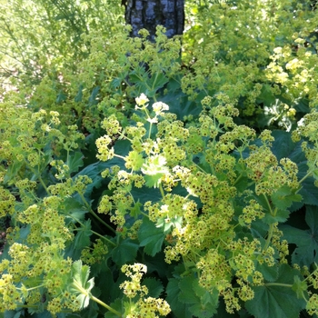 Alchemilla mollis '' (084200)