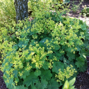 Alchemilla mollis '' (084201)