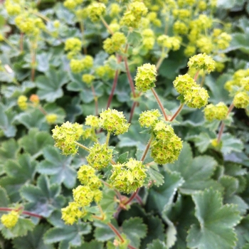 Alchemilla erythropoda '' (084202)