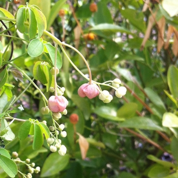 Akebia quinata '' (084204)