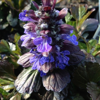 Ajuga reptans Walberton's® 'Black Scallop' (084210)