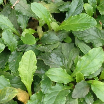 Ajuga reptans '' (084211)