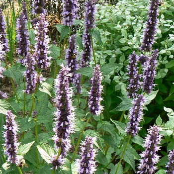 Agastache 'Black Adder' (084216)