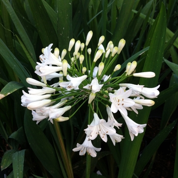 Agapanthus africanus 'Albus' (084219)