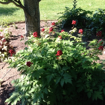 Actaea rubra '' (084235)