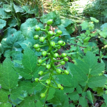 Actaea rubra '' (084236)