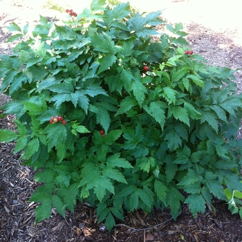 Actaea rubra '' (084237)