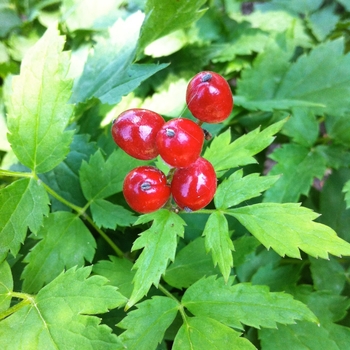 Actaea rubra '' (084238)